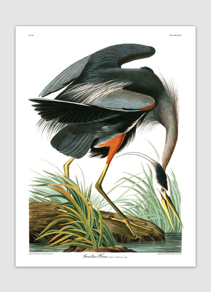 Great Blue Heron Print - 50x70 6501 - Uneeka