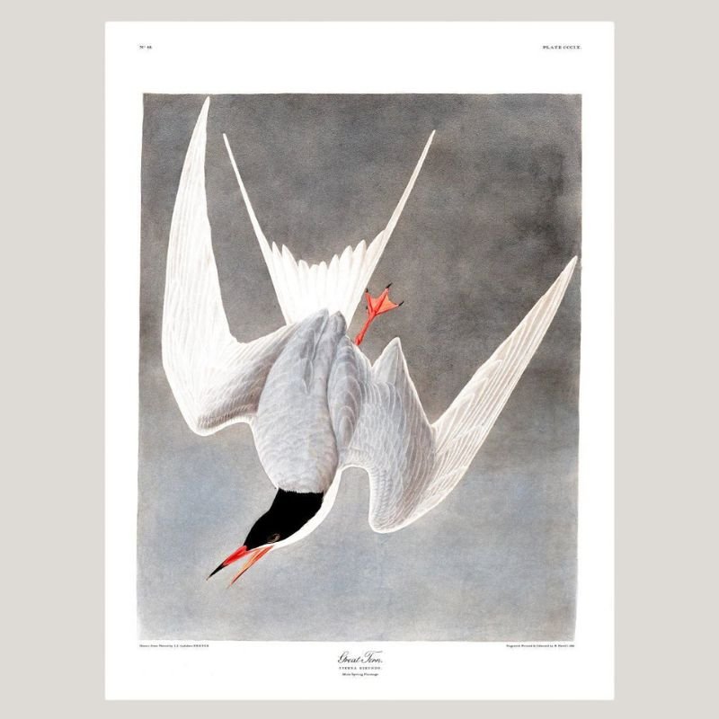 Great Tern Bird Framed Art Print - 50x70 6503 - Uneeka