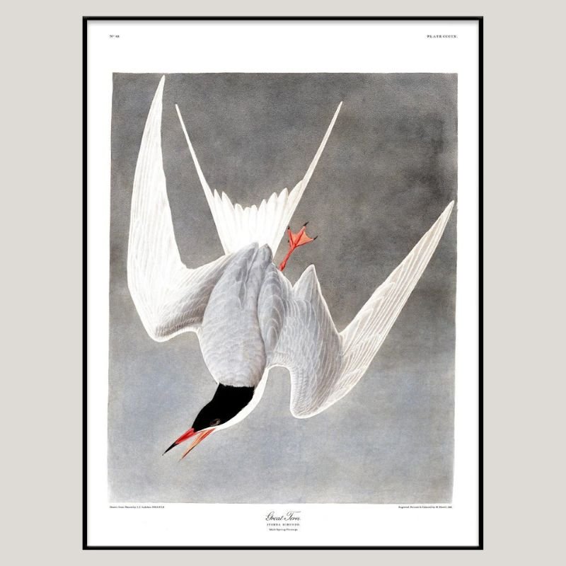 Great Tern Bird Framed Art Print - BFG 50x70 6503 - Uneeka