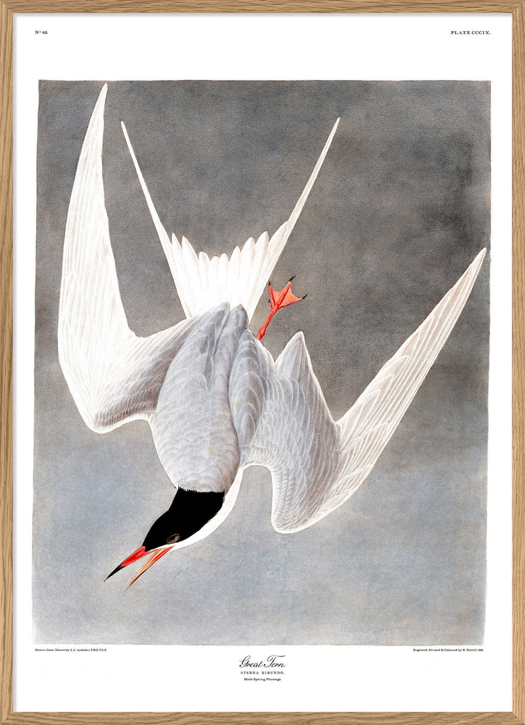 Great Tern Bird Framed Art Print - OFG 50x70 6503 - Uneeka