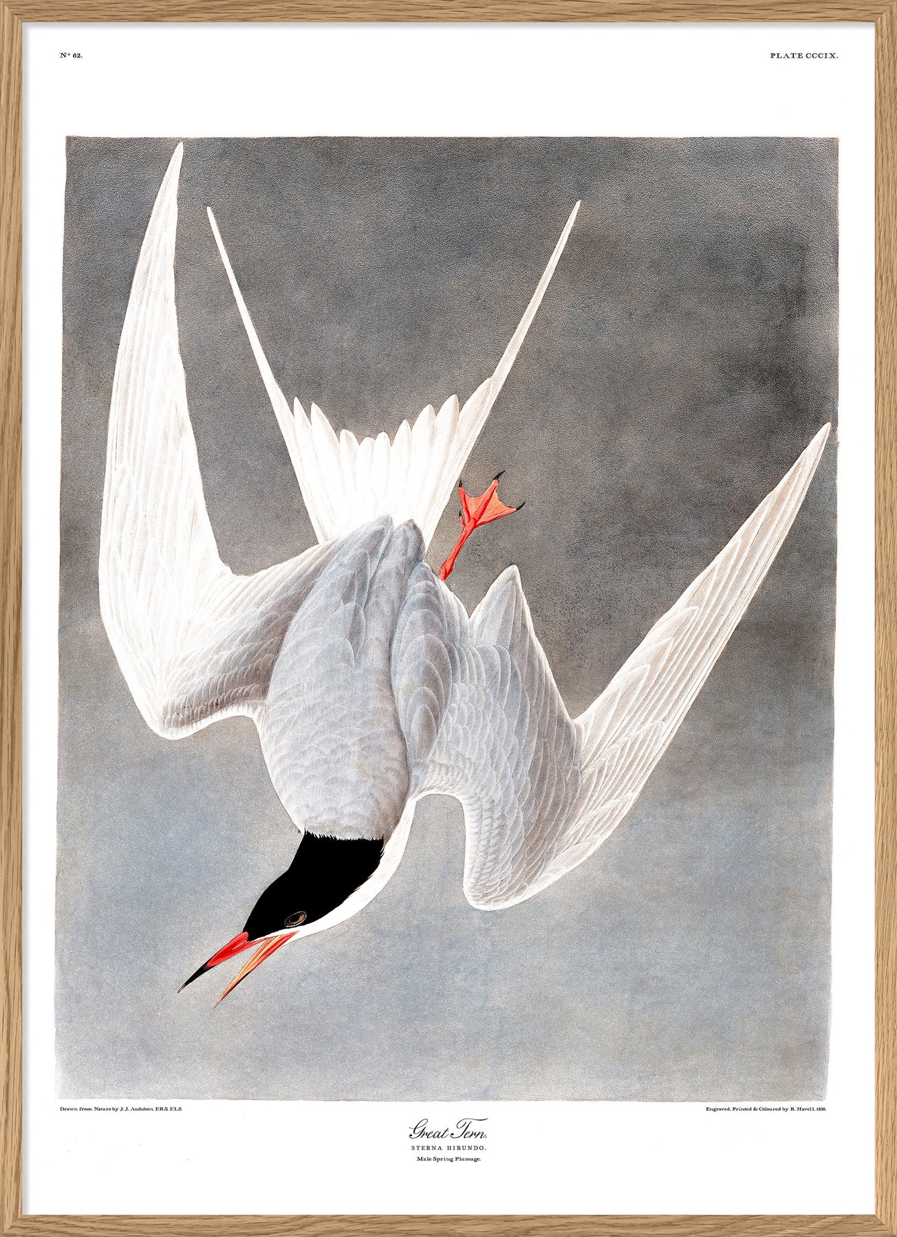 Great Tern Bird Framed Art Print - OFG 50x70 6503 - Uneeka
