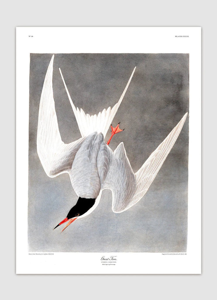 Great Tern Bird Framed Art Print - 50x70 6503 - Uneeka