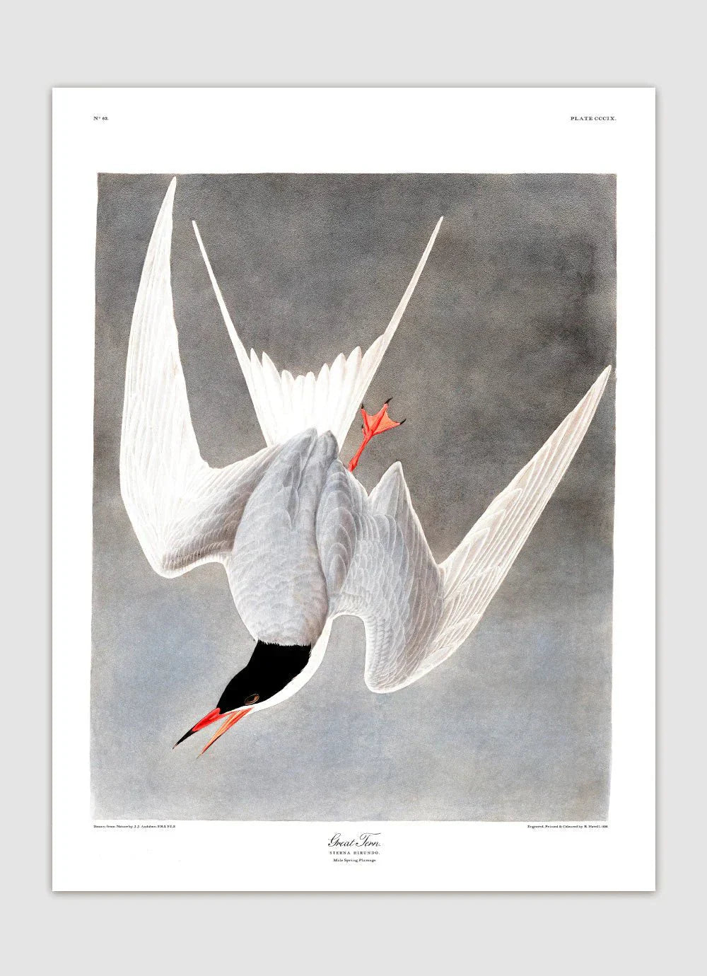 Great Tern Bird Framed Art Print - 50x70 6503 - Uneeka