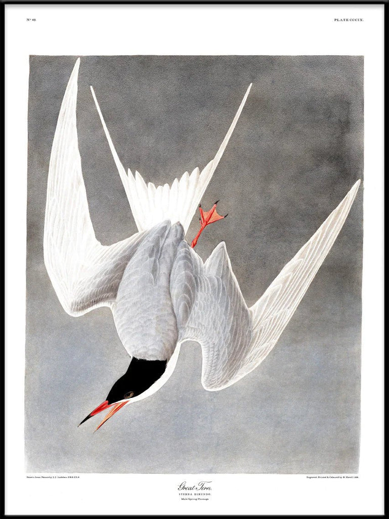 Great Tern Bird Framed Art Print - BFG 50x70 6503 - Uneeka