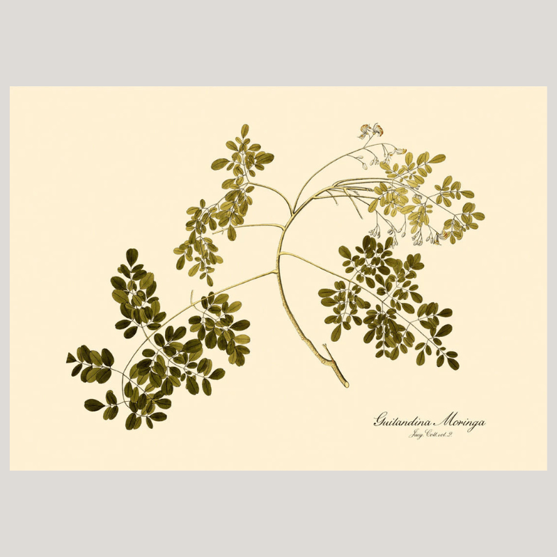 Guilandina Moringa Botanical Art Print - 50x70 3115 - Uneeka