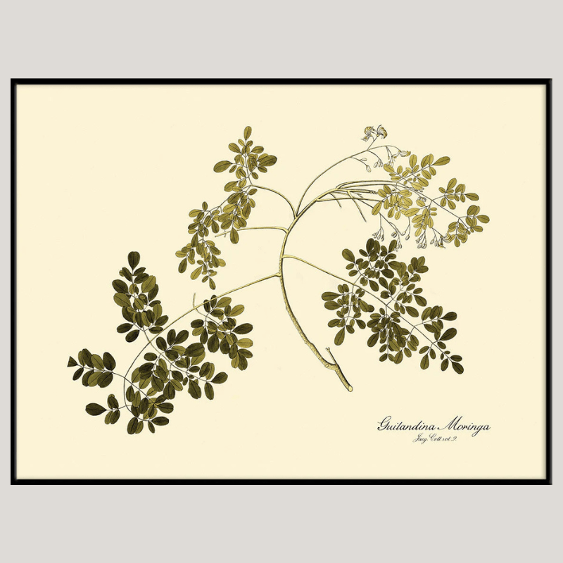 Guilandina Moringa Botanical Art Print - BFG 50x70 3115 - Uneeka