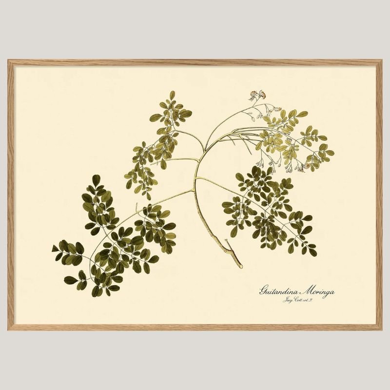 Guilandina Moringa Botanical Art Print - OFG 50x70 3115 - Uneeka