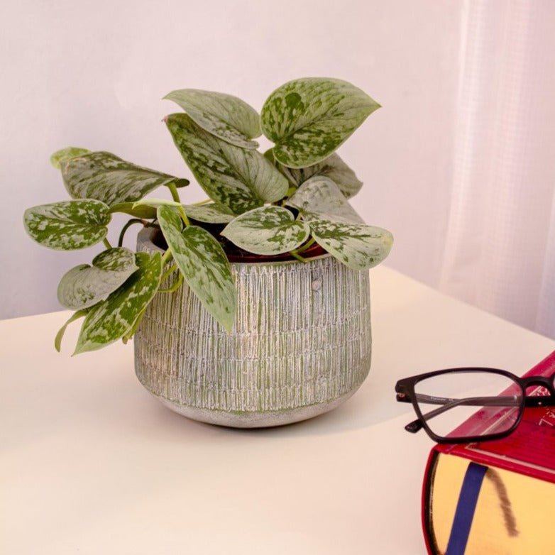 Heno Tapered Weave Effect Indoor Plant Pot* - PT057 - Uneeka