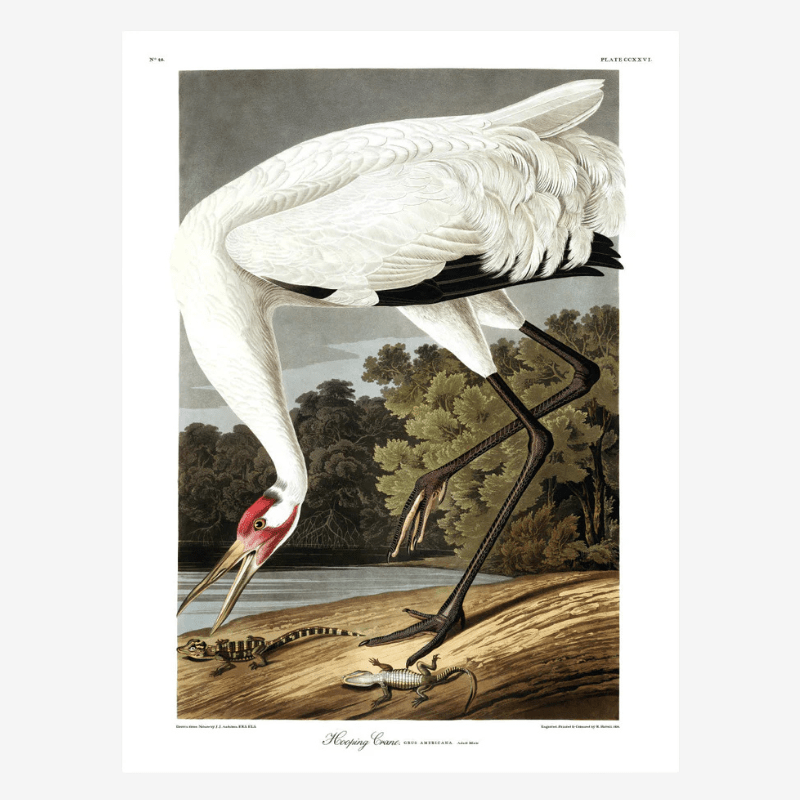 Hooping Crane Framed Print - 70x100 6524 - Uneeka