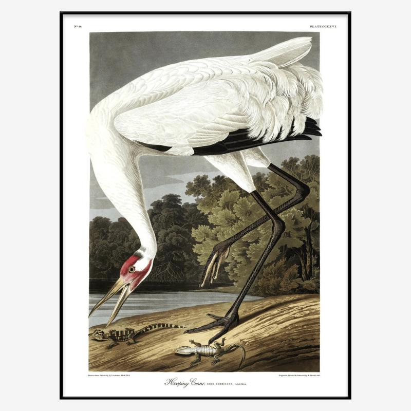 Hooping Crane Framed Print - BFG 50x70 6524 - Uneeka