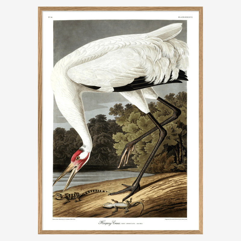 Hooping Crane Framed Print - OFG 50x70 6524 - Uneeka