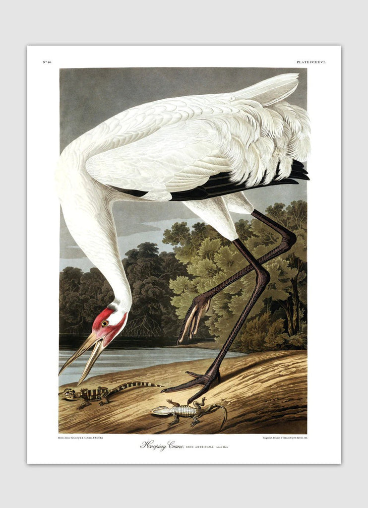 Hooping Crane Framed Print - 50x70 6524 - Uneeka