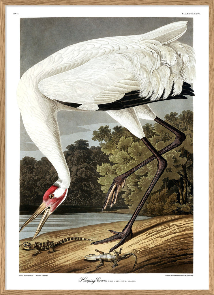 Hooping Crane Framed Print - OFG 50x70 6524 - Uneeka