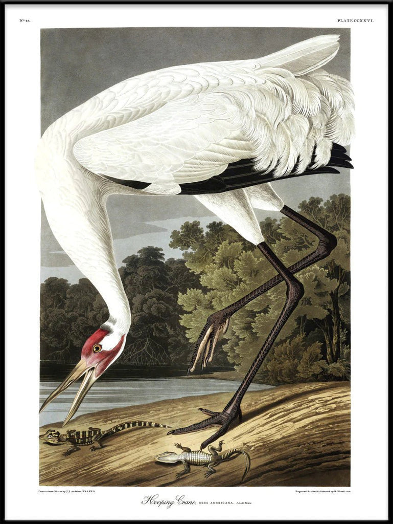 Hooping Crane Framed Print - BFG 50x70 6524 - Uneeka