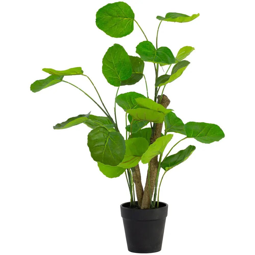 Imitation Chinese Money Plant In Pot - YF21767 - Uneeka