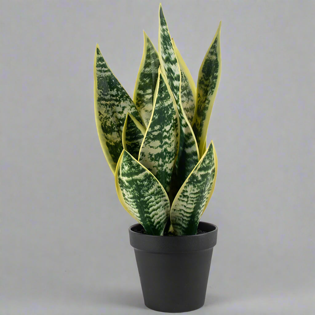 Imitation Snake Plant in Pot - YF20548 - Uneeka