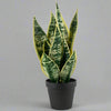 Imitation Snake Plant in Pot - YF20548 - Uneeka