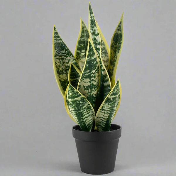 small artificial snake plant Artificial Snake Plant in Pot | Realistic Greenery
