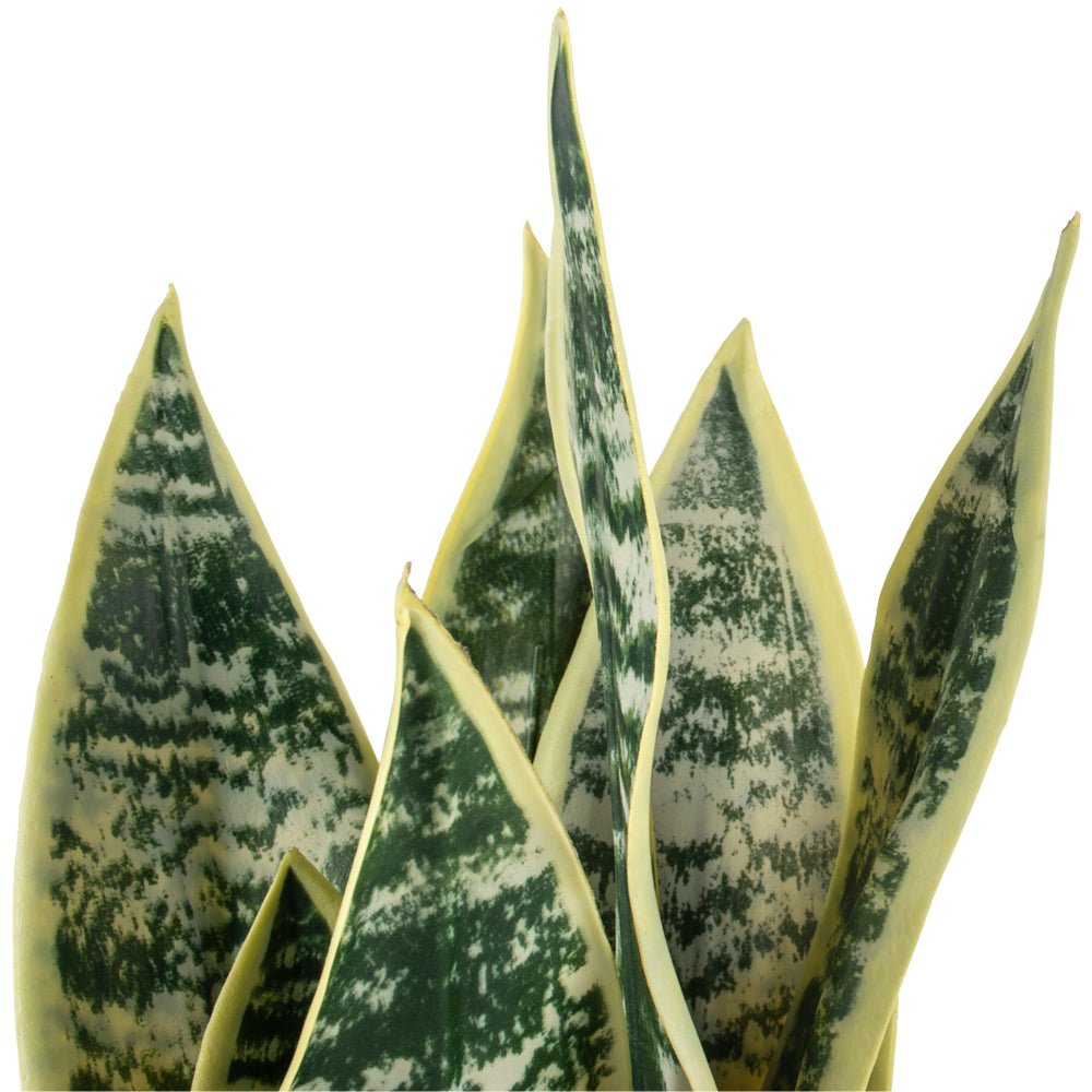 Imitation Snake Plant in Pot - YF20548 - Uneeka