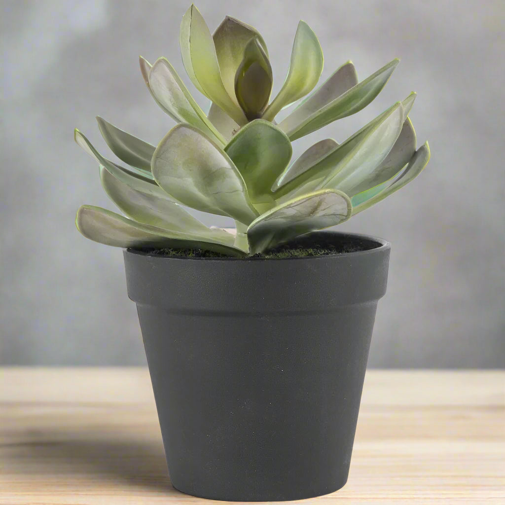 Imitation Succulent in Black Pot - YF20550 - Uneeka
