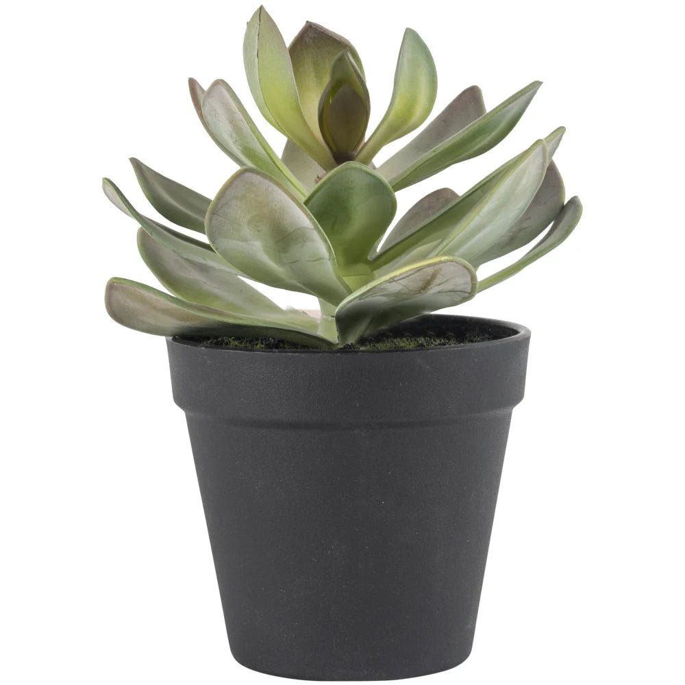 Imitation Succulent in Black Pot - YF20550 - Uneeka