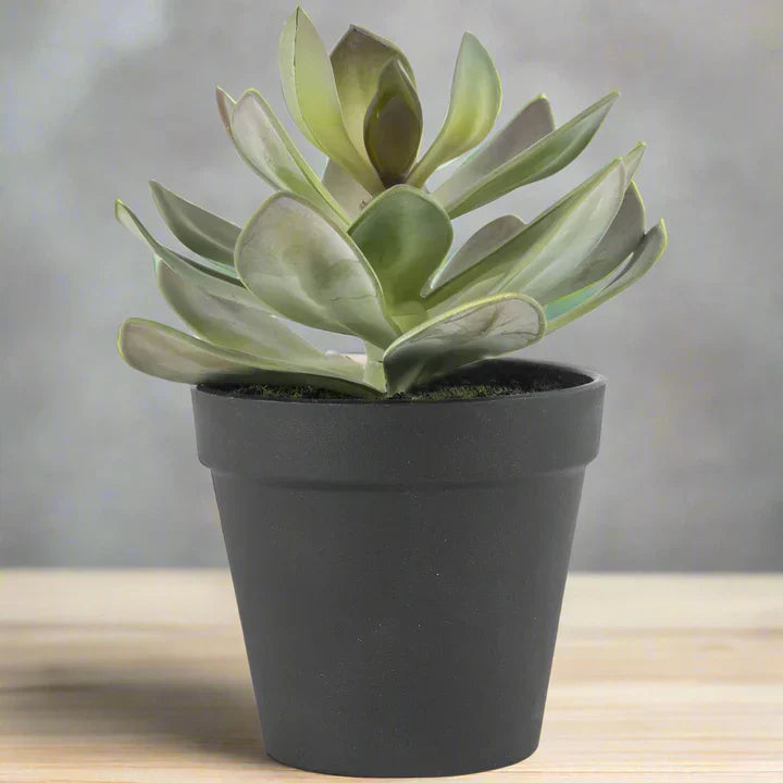 Imitation Succulent in Black Pot - YF20550 - Uneeka
