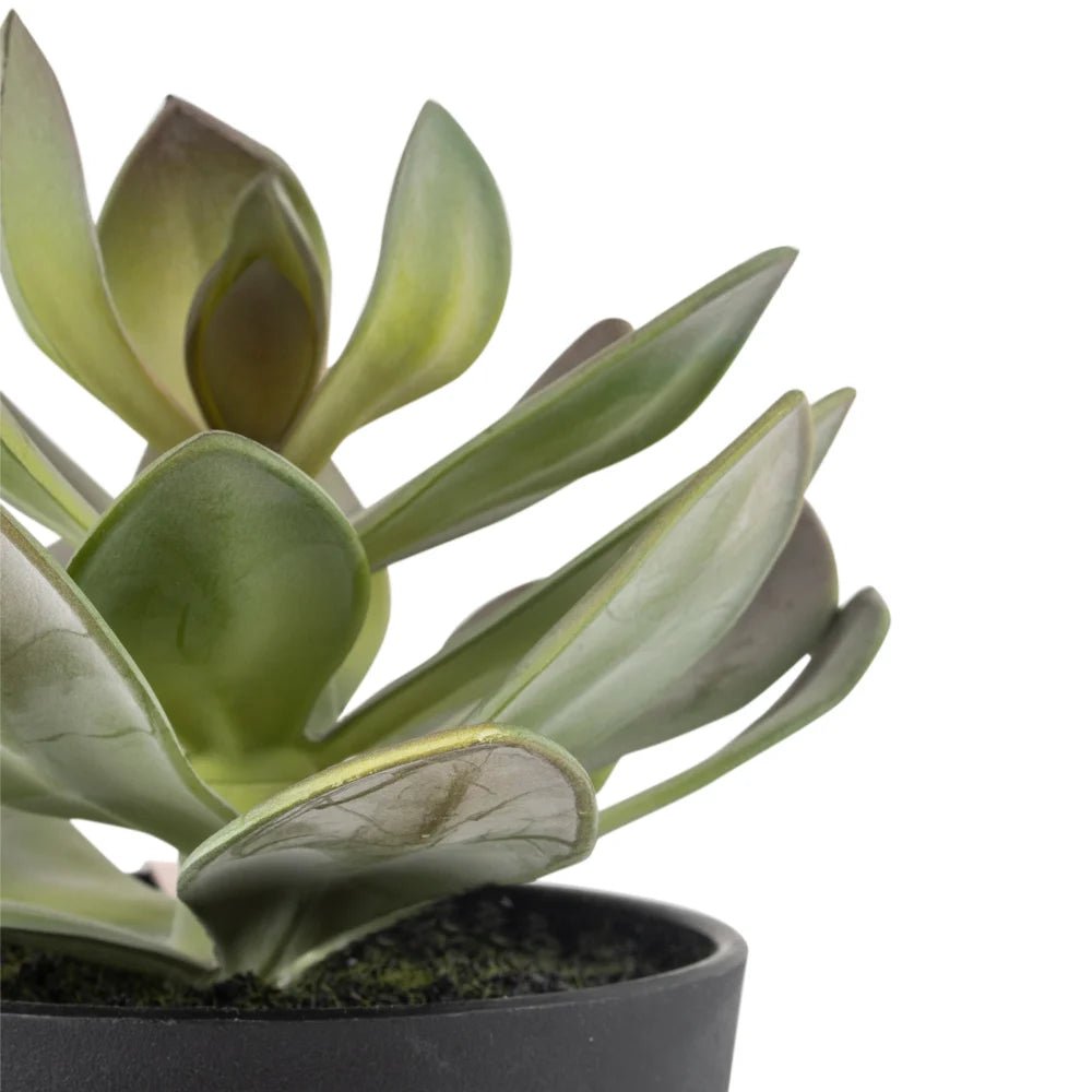 Imitation Succulent in Black Pot - YF20550 - Uneeka