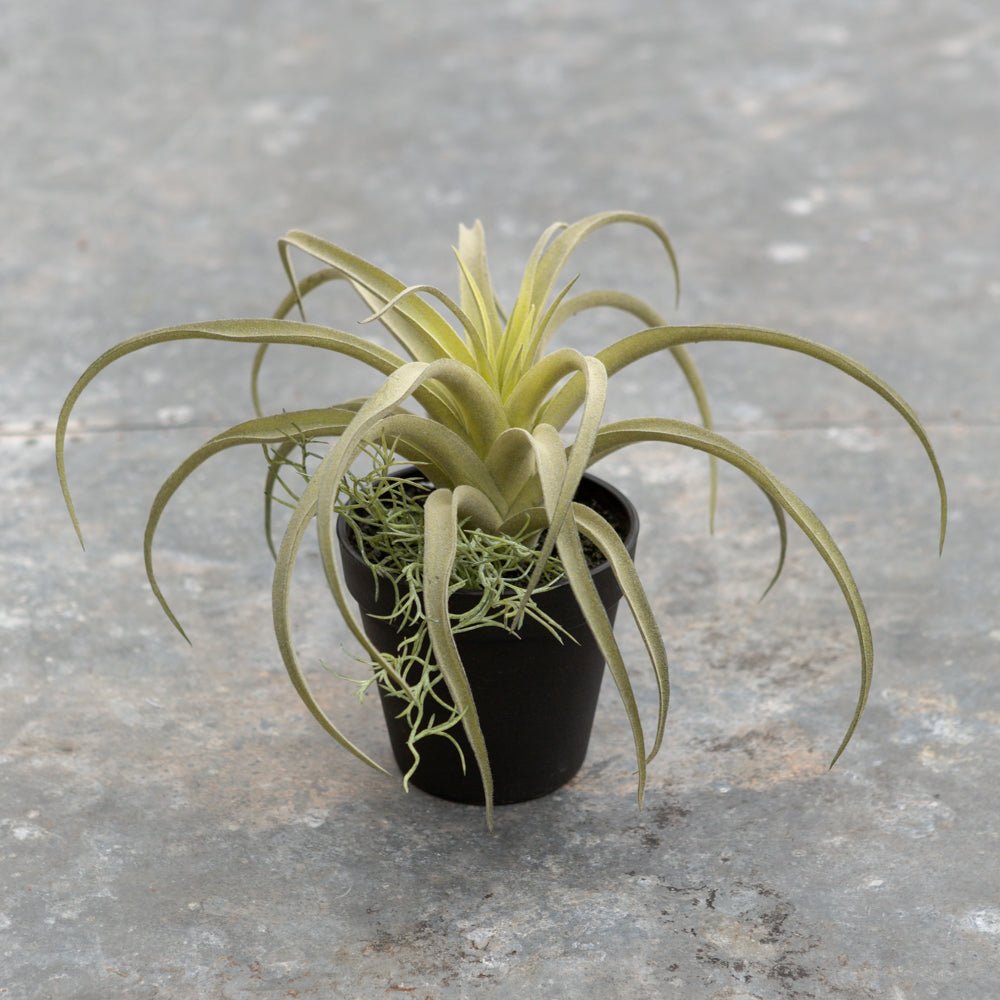 Imitation Tillandsia in Black Pot - YF20543 - Uneeka