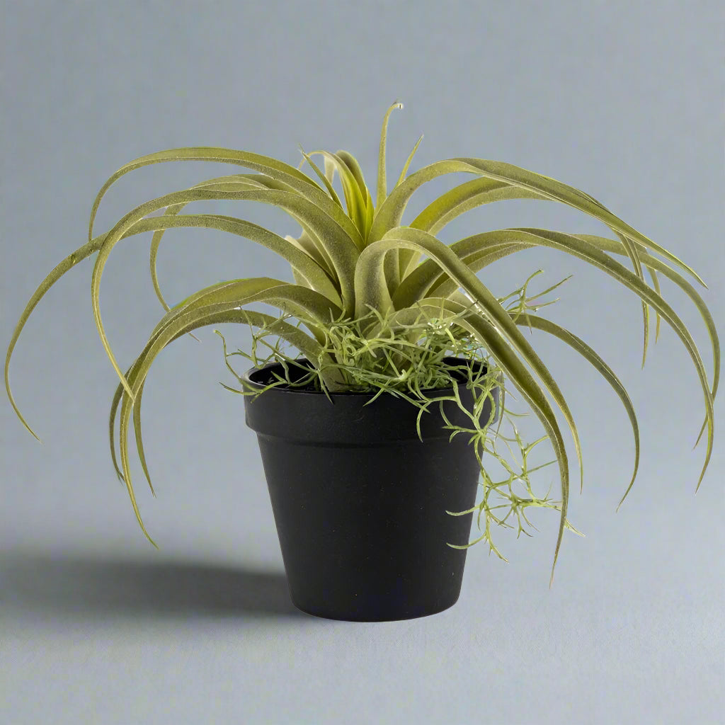Imitation Tillandsia in Black Pot - YF20543 - Uneeka