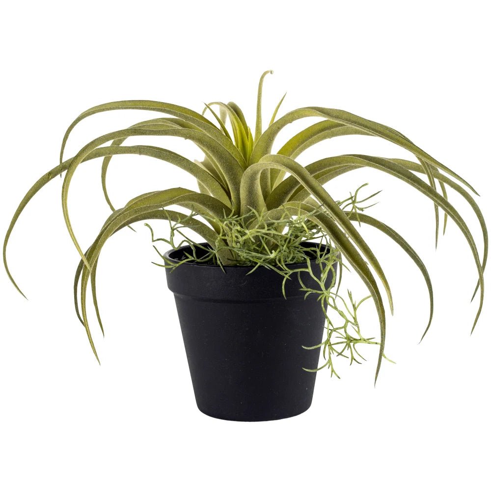 Imitation Tillandsia in Black Pot - YF20543 - Uneeka