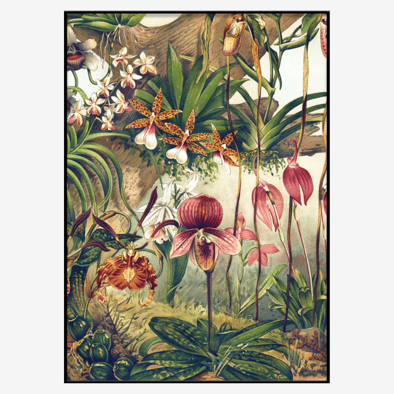 Jungle Orchids Framed Print - BFG 50x70 2923 - Uneeka