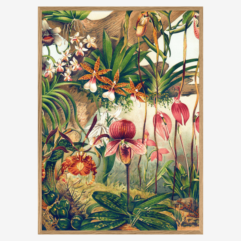 Jungle Orchids Framed Print - OFG 50x70 2923 - Uneeka