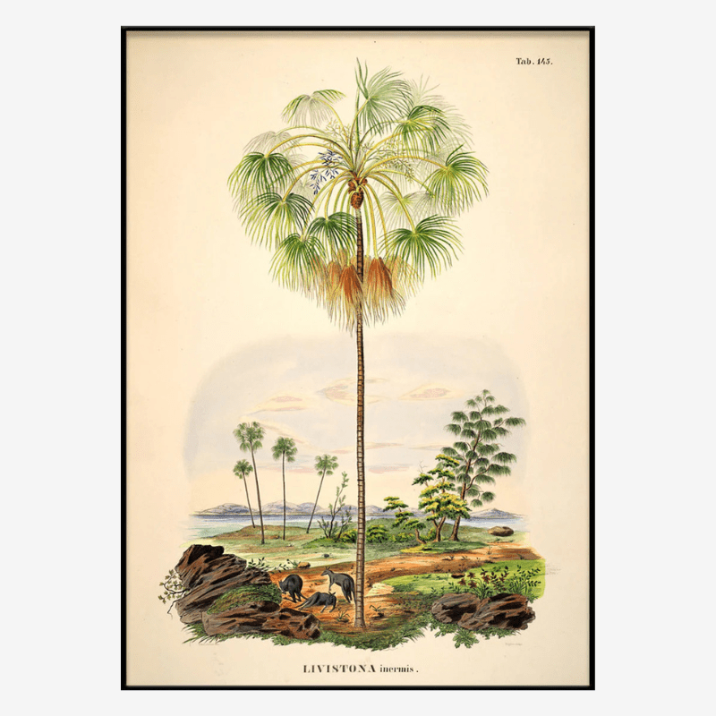 Kangaroo Palm Framed Art Print - BFG 50x70 3505 - Uneeka