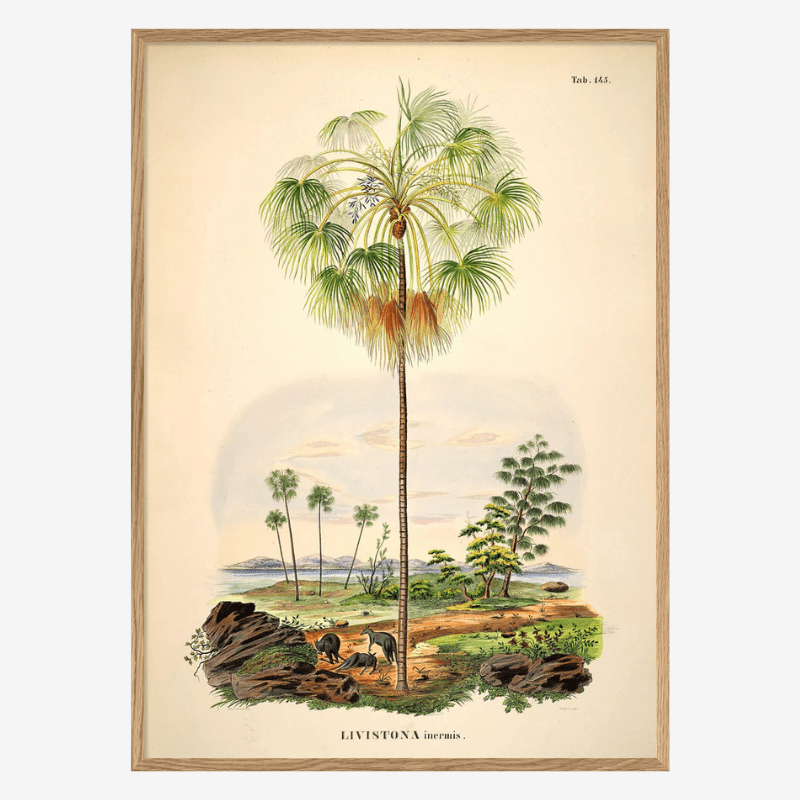 Kangaroo Palm Framed Art Print - OFG 50x70 3505 - Uneeka