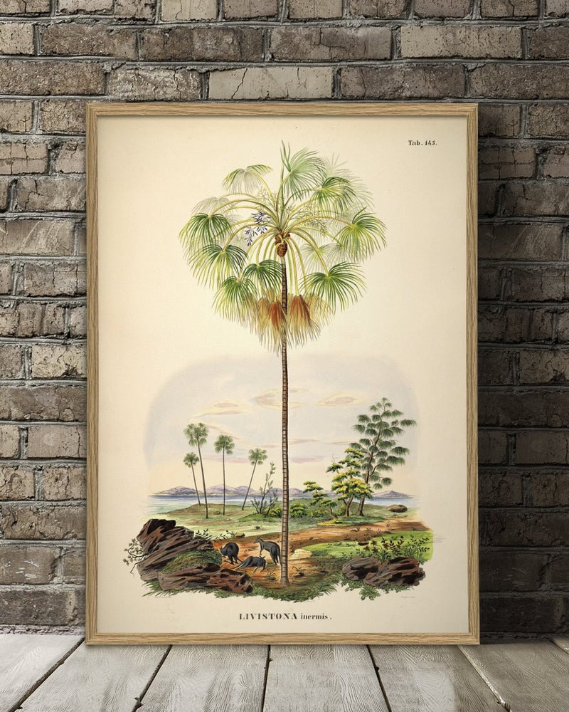 Kangaroo Palm Framed Print - 50x70 3505 - Uneeka