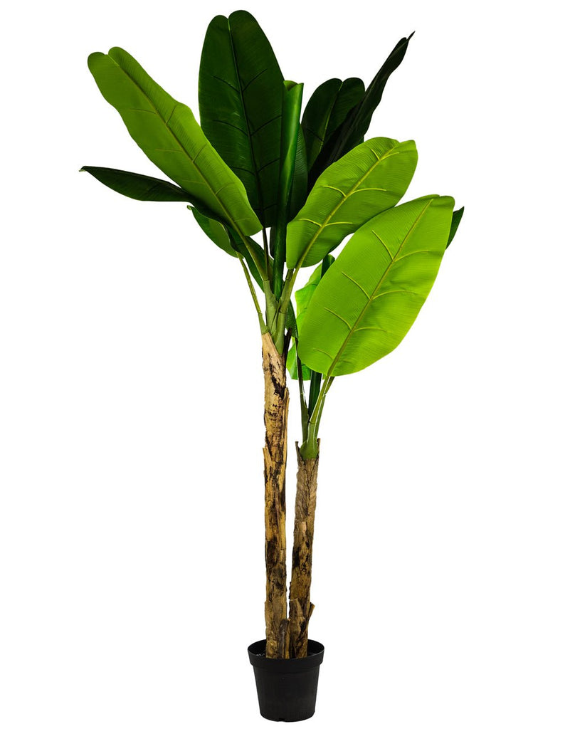 Large Ornamental Banana Tree in a Black Pot - AF42 - Uneeka