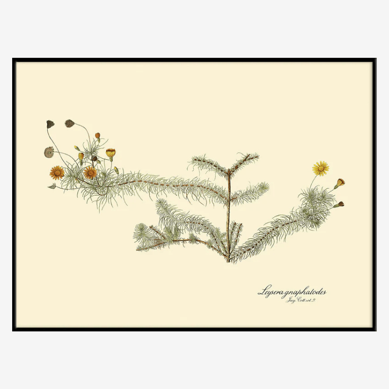 Leysera Framed Art Print - BFG 50x70 3113 - Uneeka