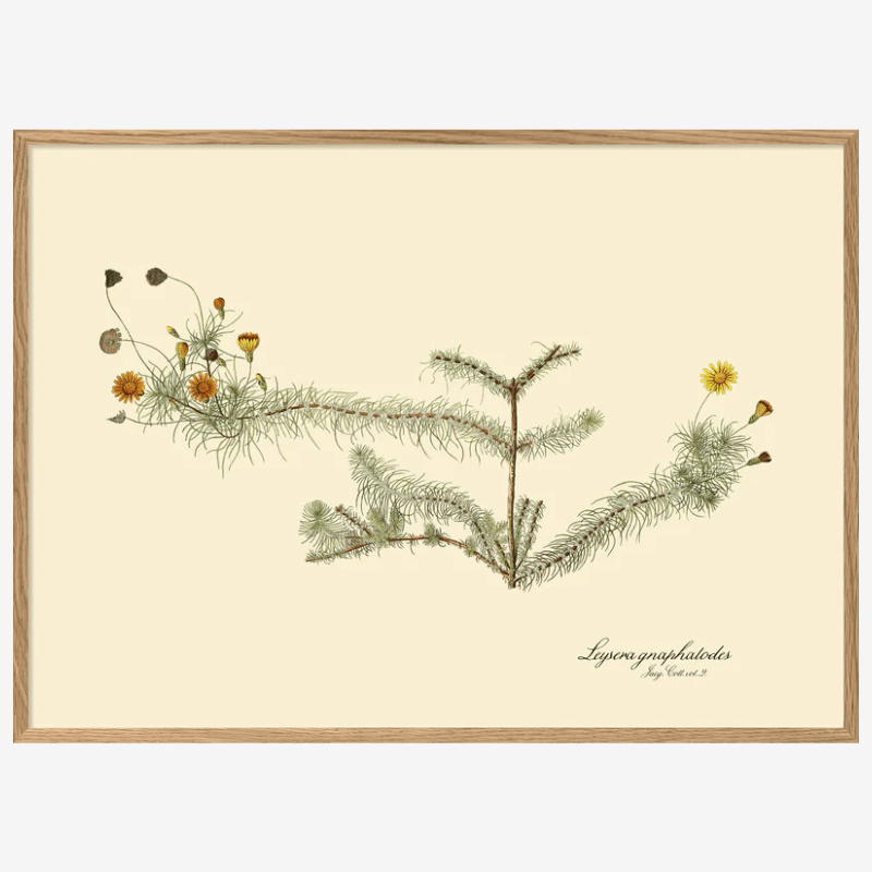 Leysera Framed Art Print - OFG 50x70 3113 - Uneeka