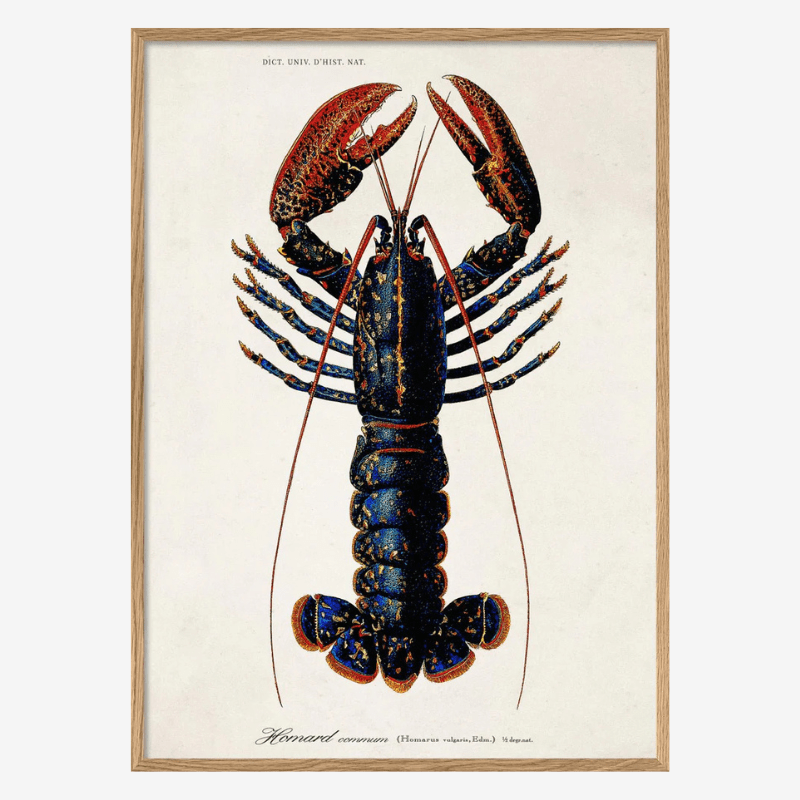 Lobster Framed Art Print - OFG 50x70 6600 - Uneeka