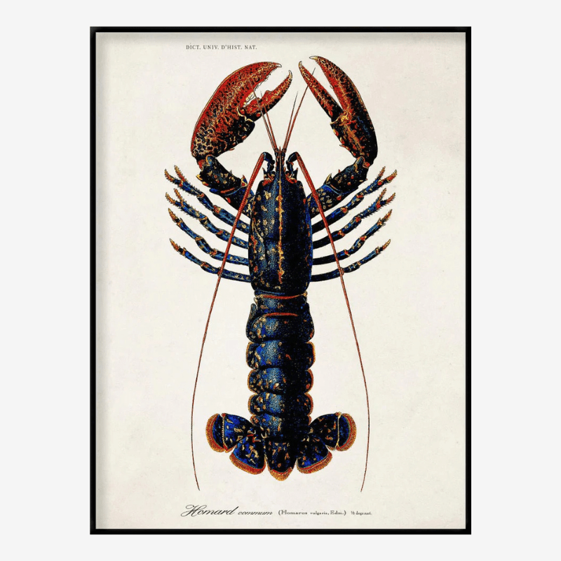 Lobster Framed Art Print - OFG 50x70 6600 - Uneeka