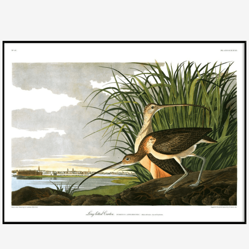 Long Billed Curlew Framed Art Print - BFG 50x70 6518 - Uneeka