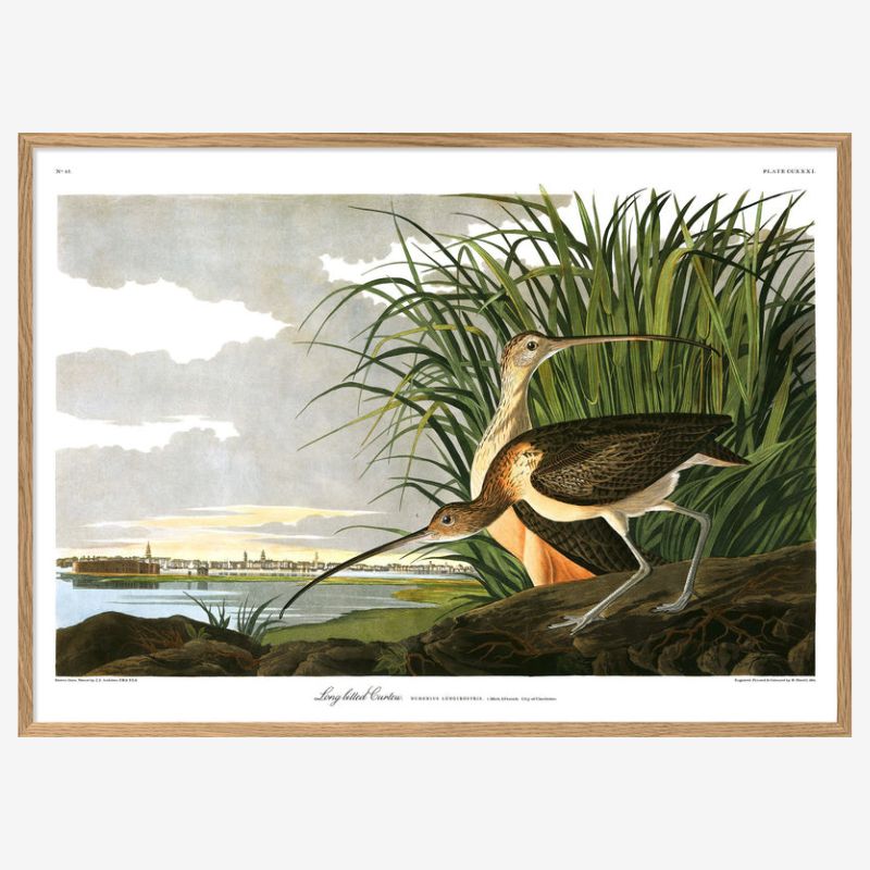 Long Billed Curlew Framed Art Print - OFG 50x70 6518 - Uneeka