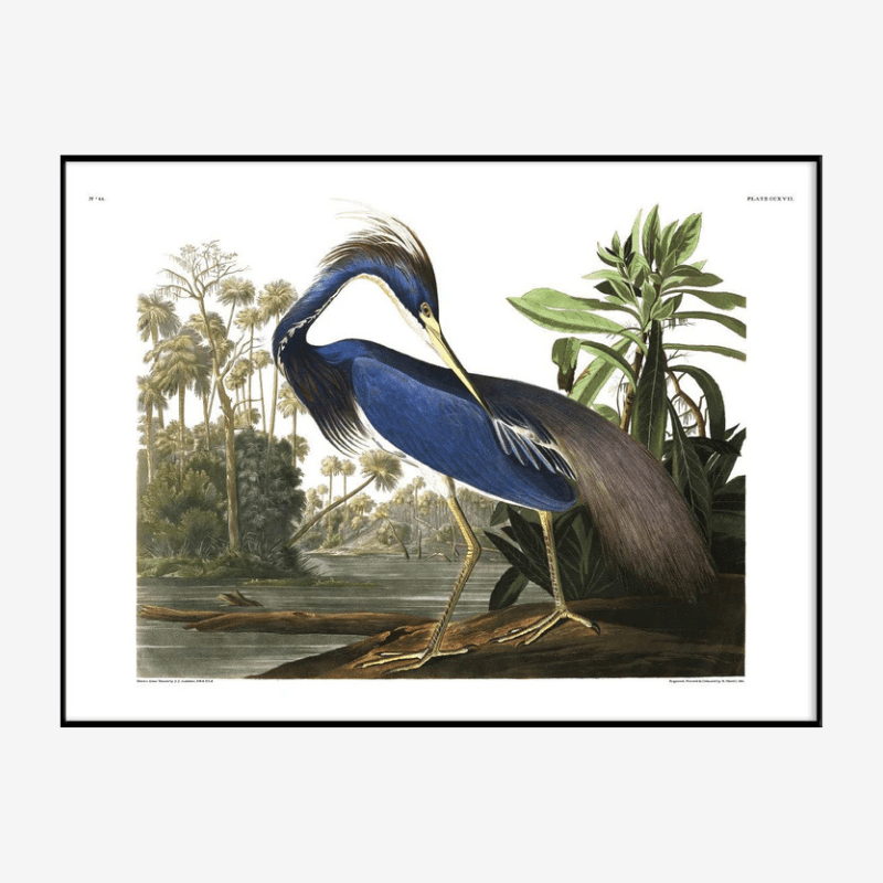 Louisiana Heron Framed Art Print - BFG 50x70 6502 - Uneeka