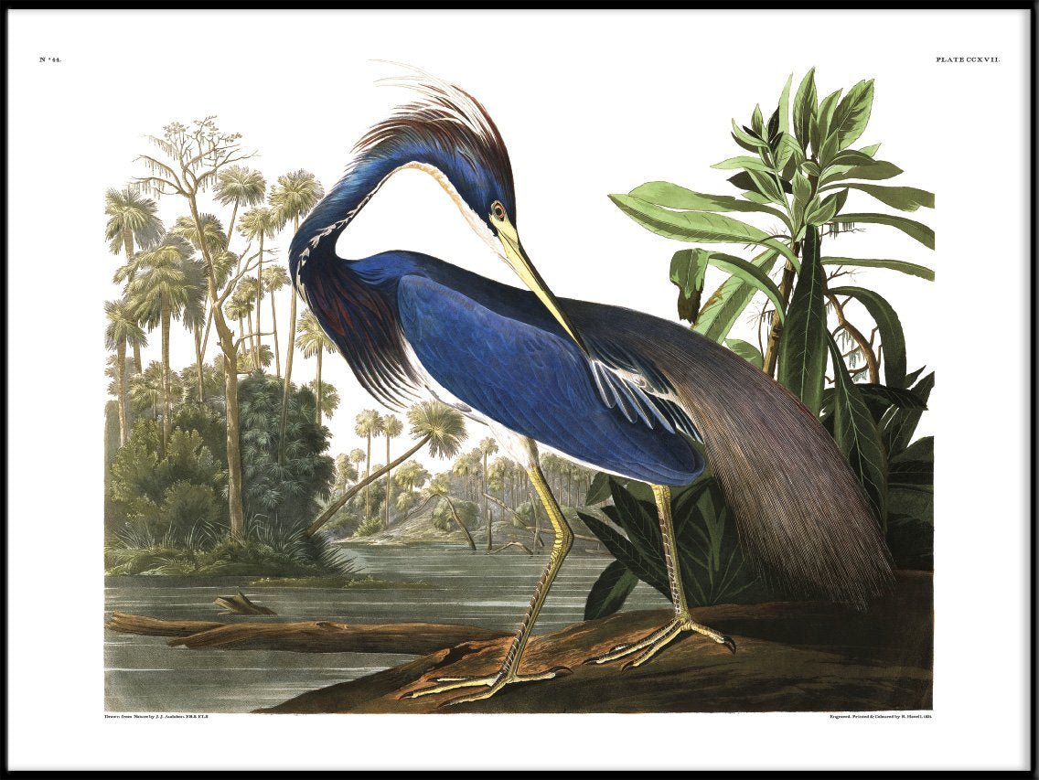 Louisiana Heron Framed Art Print - BFG 50x70 6502 - Uneeka