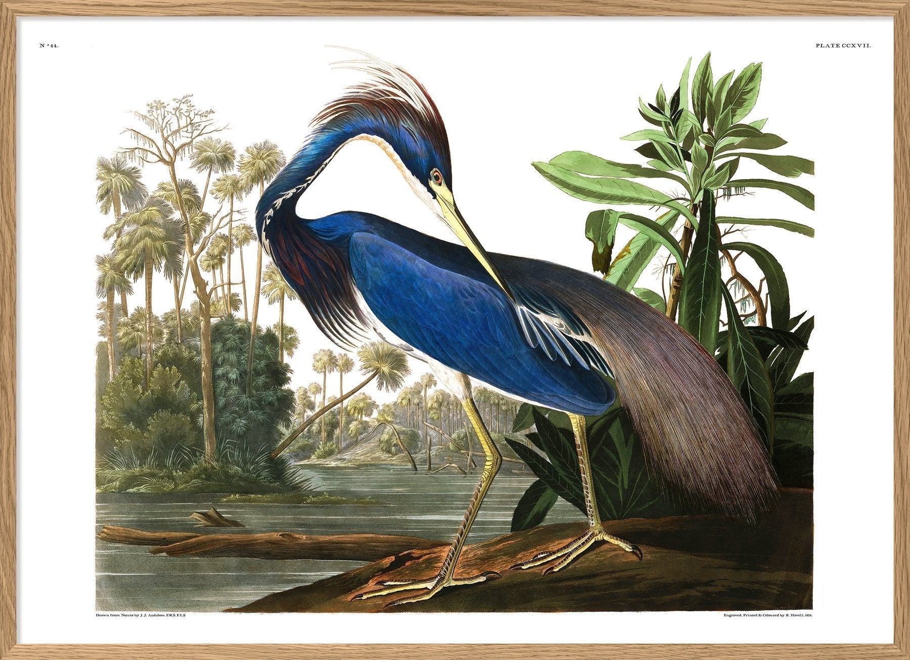 Louisiana Heron Framed Art Print - OFG 50x70 6502 - Uneeka