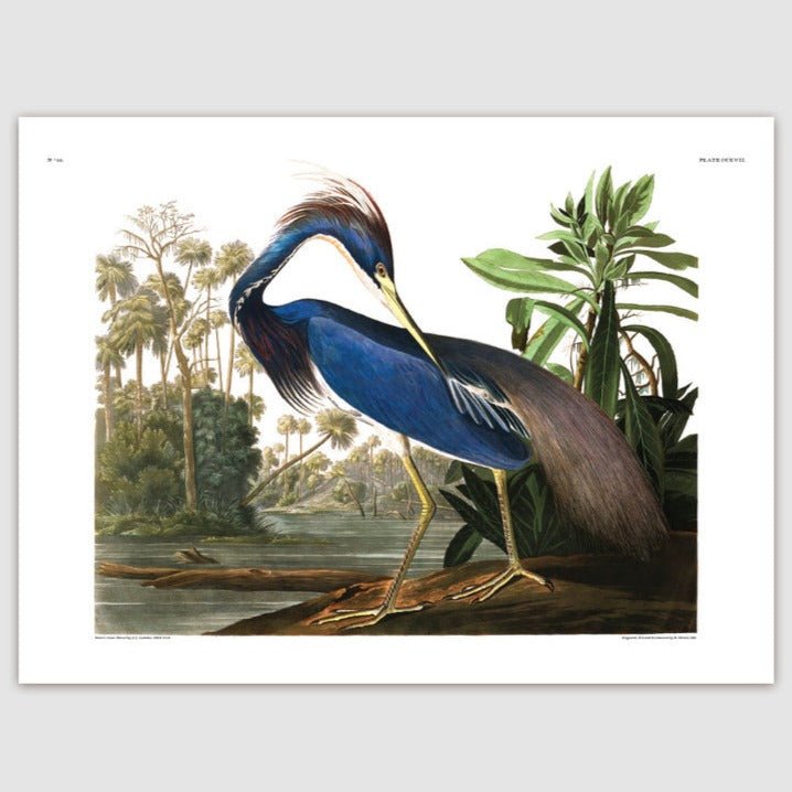 Louisiana Heron Framed Art Print - 50x70 6502 - Uneeka