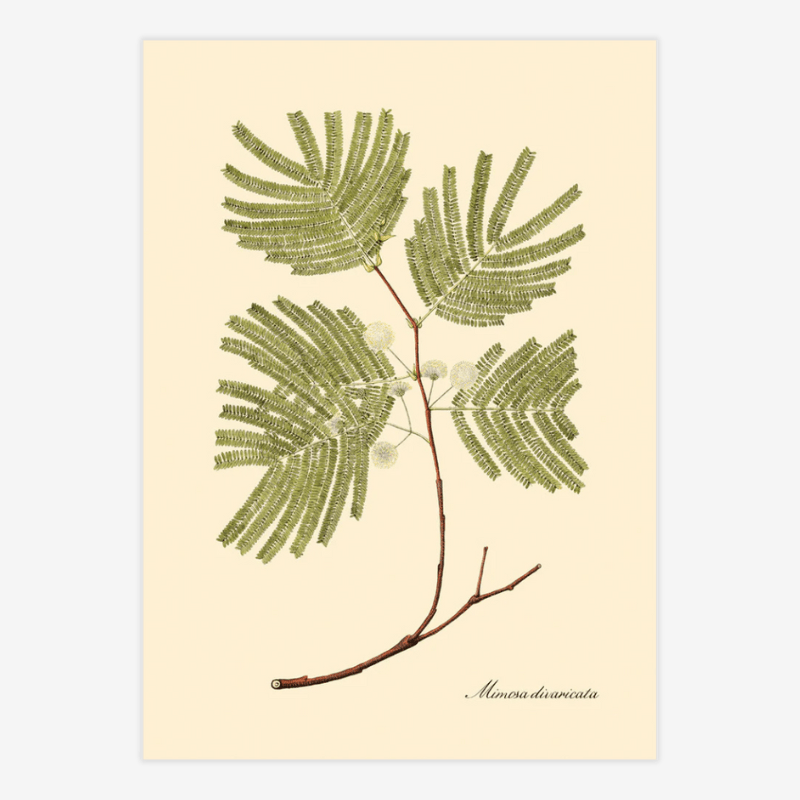 Mexican Orchid Tree Framed Art Print - 50x70 3117 - Uneeka