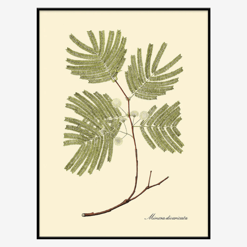 Mexican Orchid Tree Framed Art Print - BFG 50x70 3117 - Uneeka