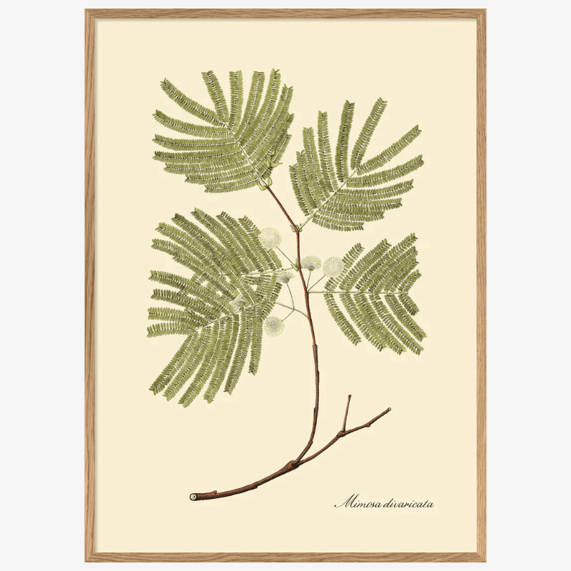 Mexican Orchid Tree Framed Art Print - OFG 50x70 3117 - Uneeka