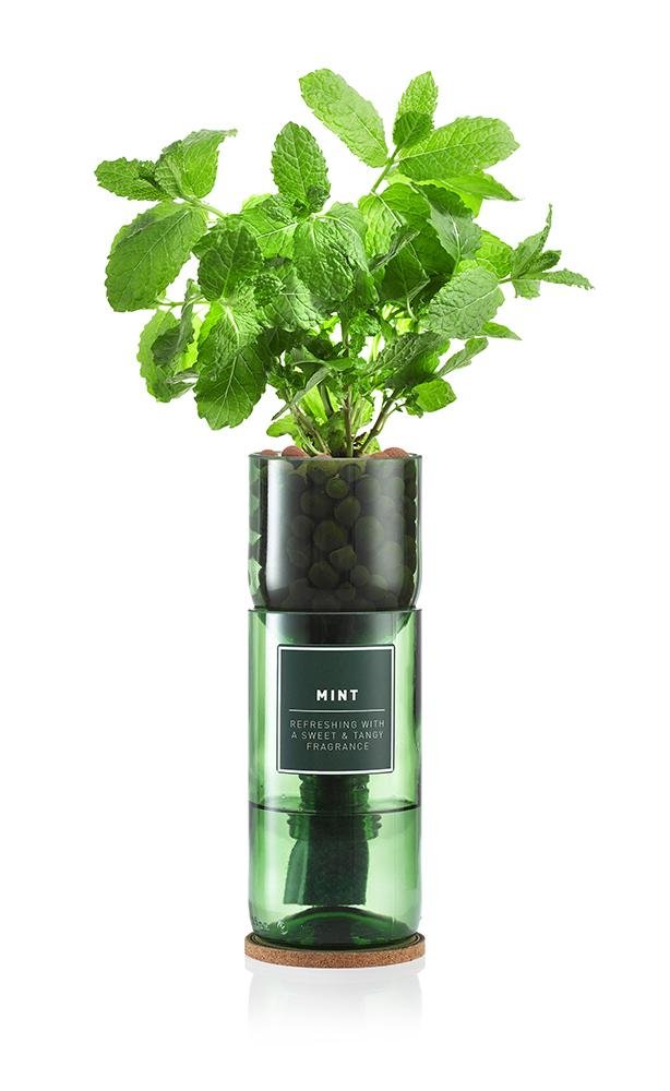 Mint Hydro Herb - MINT - Uneeka